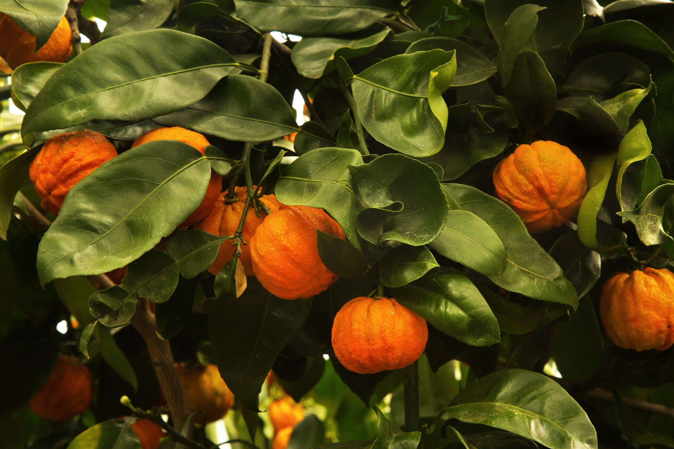 Bitter Orange for Qi Stagnation + Recipe